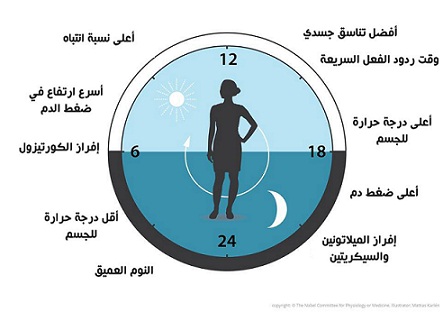 أوقـات عمـل السـاعـة البيـولوجيـة فـي