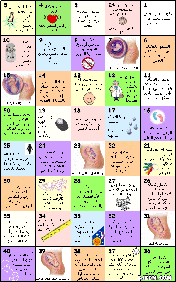 Ø·Ø¹Ø§Ù… Ù‚ØµØ± Ø¥Ø­ØµØ§Ø¦ÙŠ Ø­Ø³Ø¨Øª Ø§Ù„Ø­Ù…Ù„ Rangarljos Net