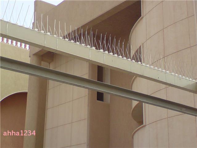 الحل الأكيد للقضاء على إزعاج الحمام وجميع الطيور عالم حواء