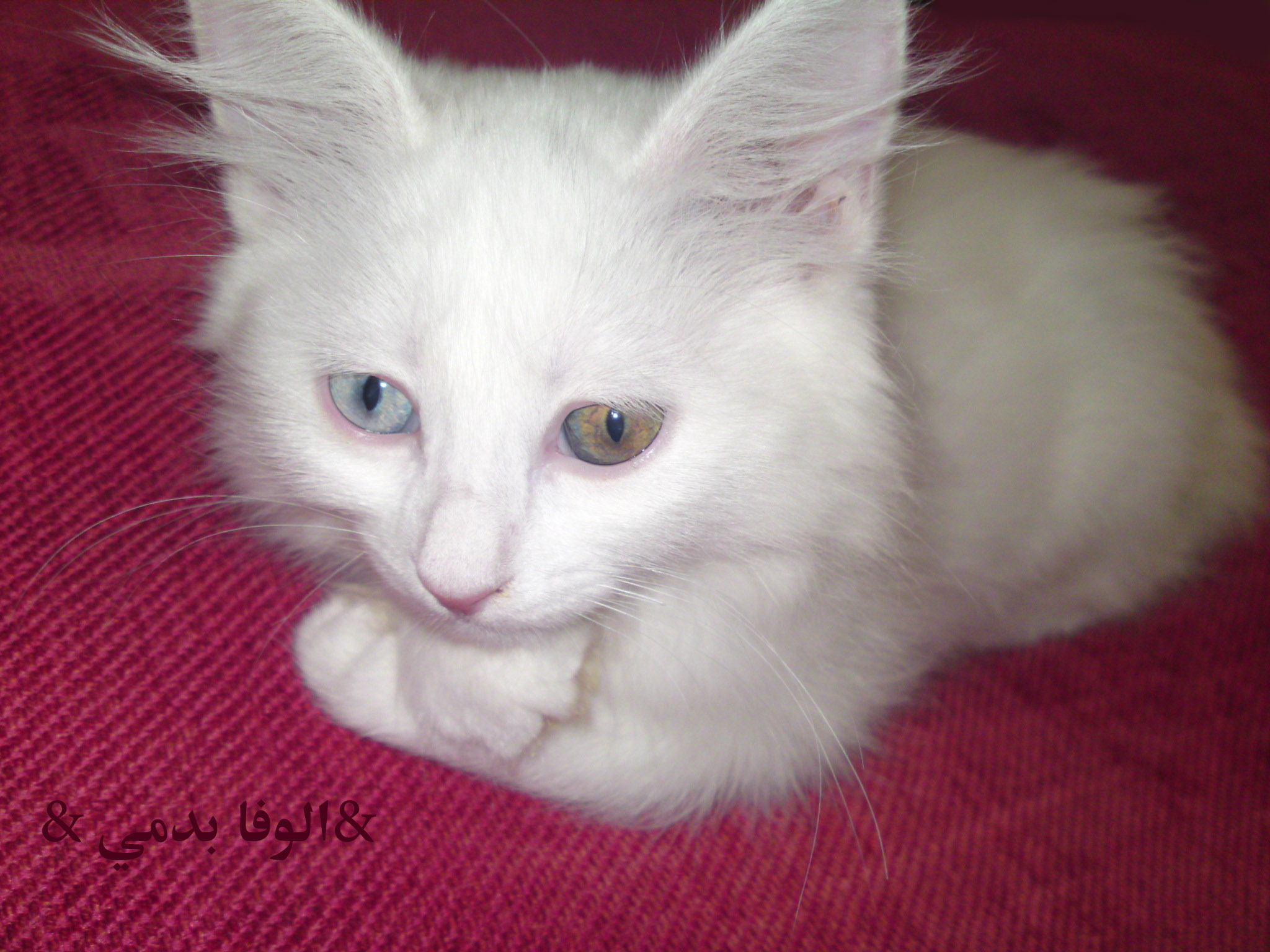 ازياء قطتتي ريحانه الحلوه اسم